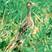 Upland Sandpiper